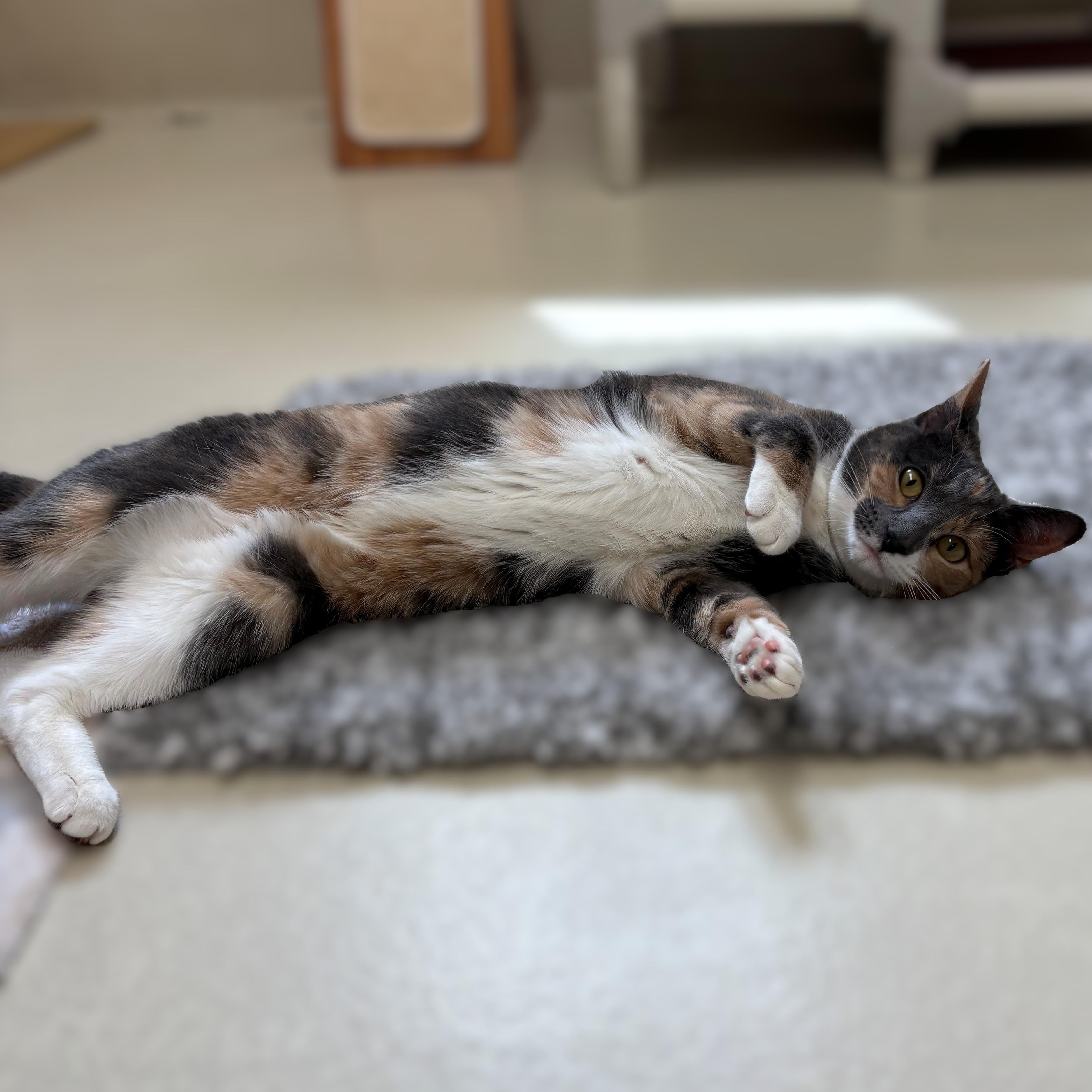 Enlarge Christa- #51095, a ADOPTABLE Domestic Short Hair in Columbia, MD image 3/3