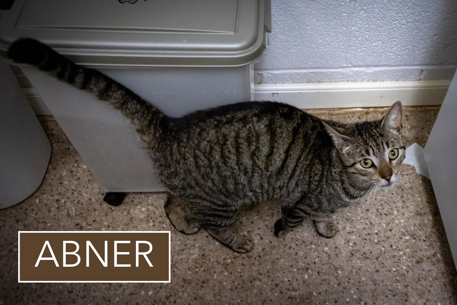 Enlarge Abner (FCID# 03/02/2026 - 55 Trainer), a Adopted Tabby in Greenville, DE image 1/2