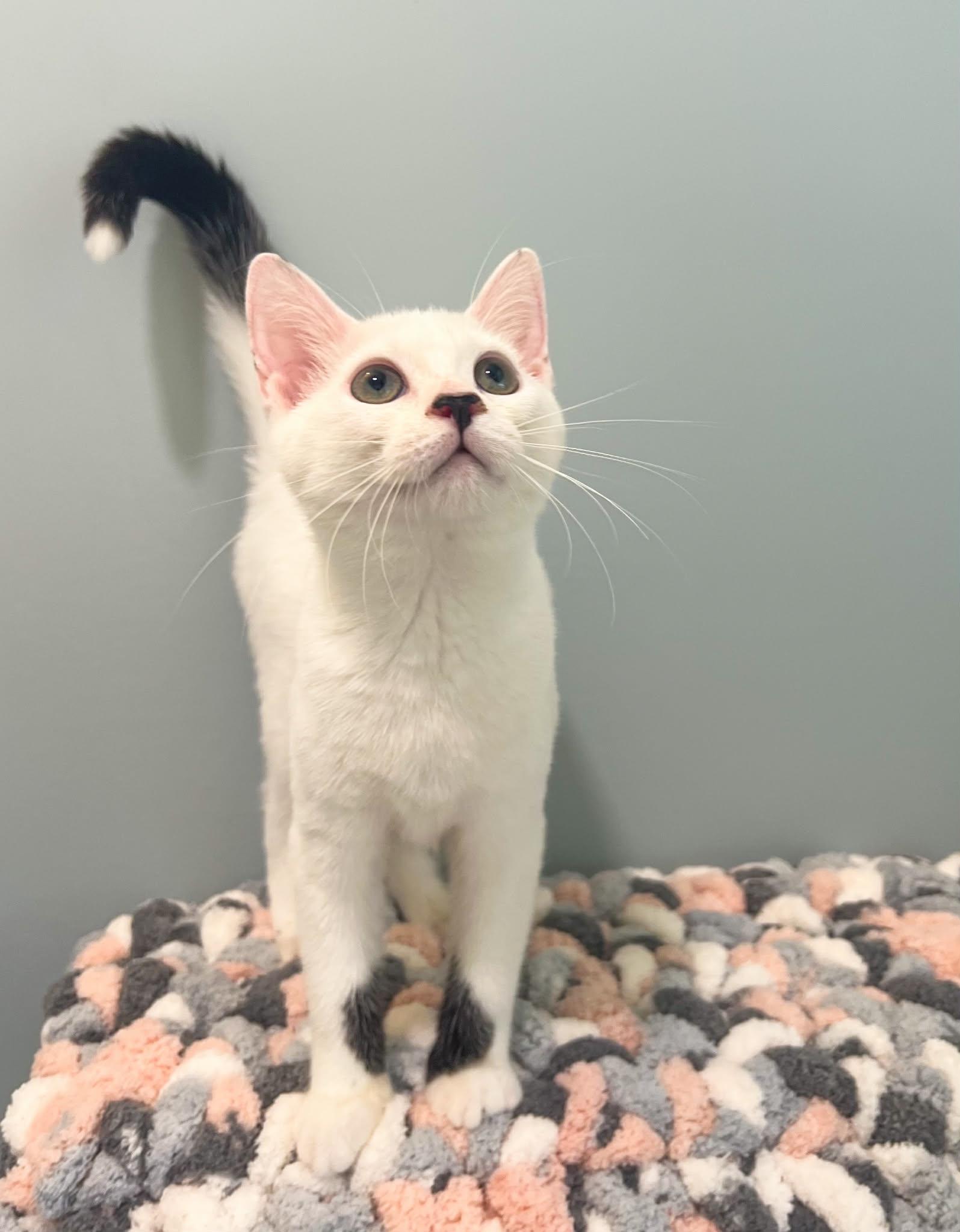 Enlarge Ginny, an adopted Domestic Short Hair in Mullica Hill, NJ image 2/3