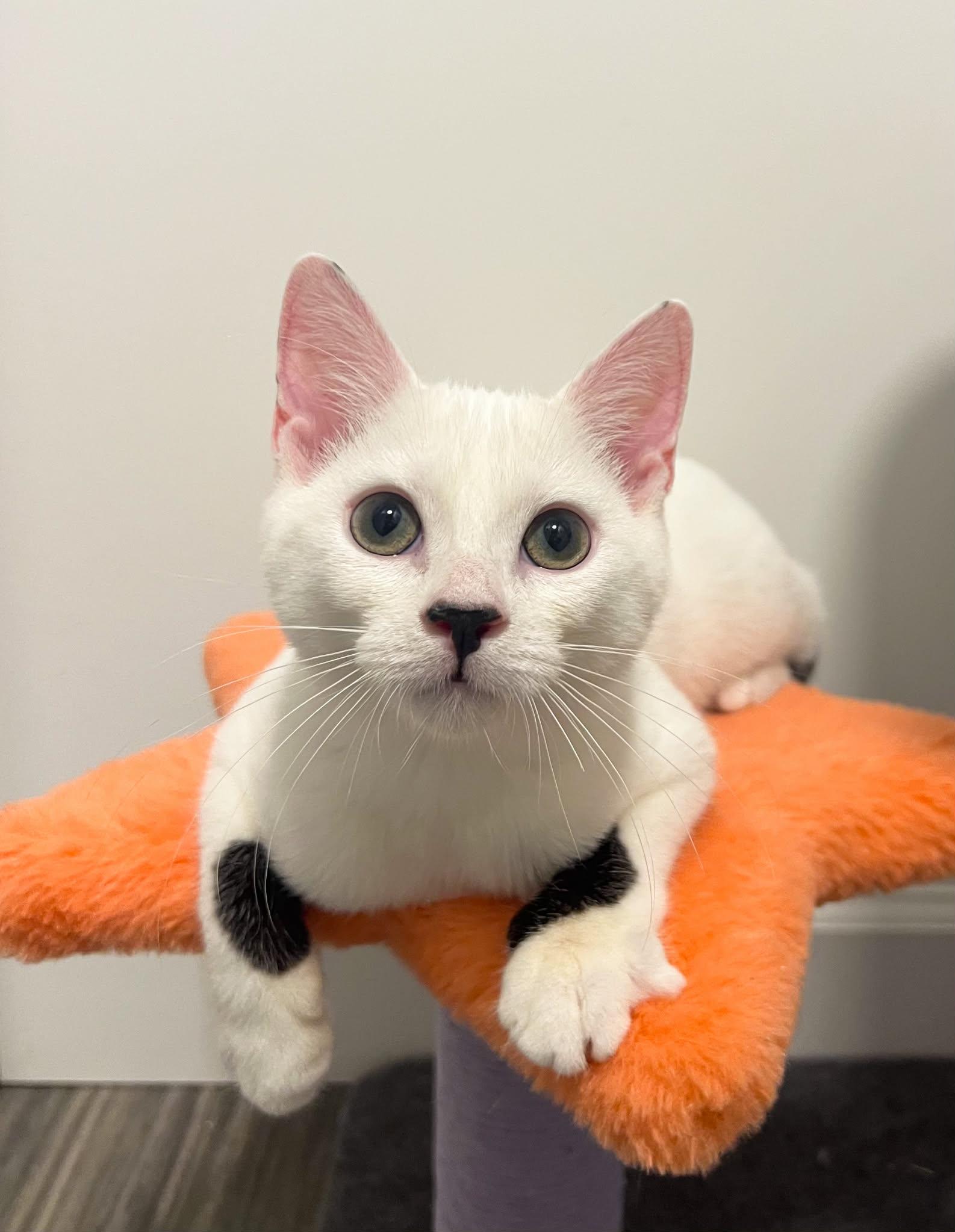 Ginny, adopted, Kitten Female Domestic Short Hair.