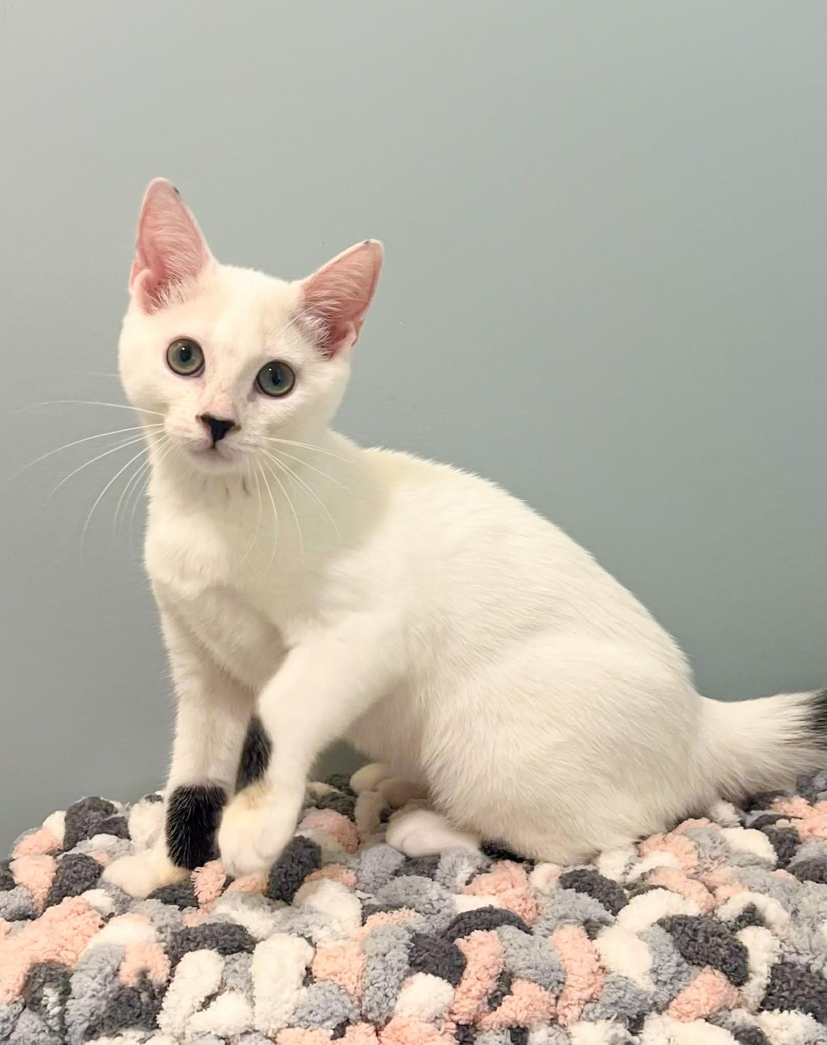 Enlarge Ginny, an adopted Domestic Short Hair in Mullica Hill, NJ image 3/3