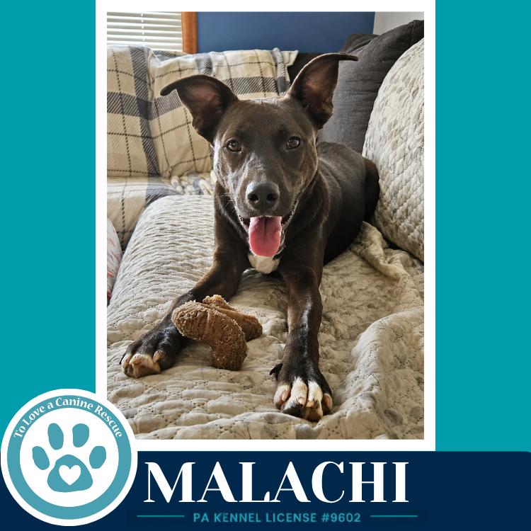 Malachi (Anabelle-Solomon Pup) 020726, Adoptable, Young Male Labrador Retriever & Border Collie.