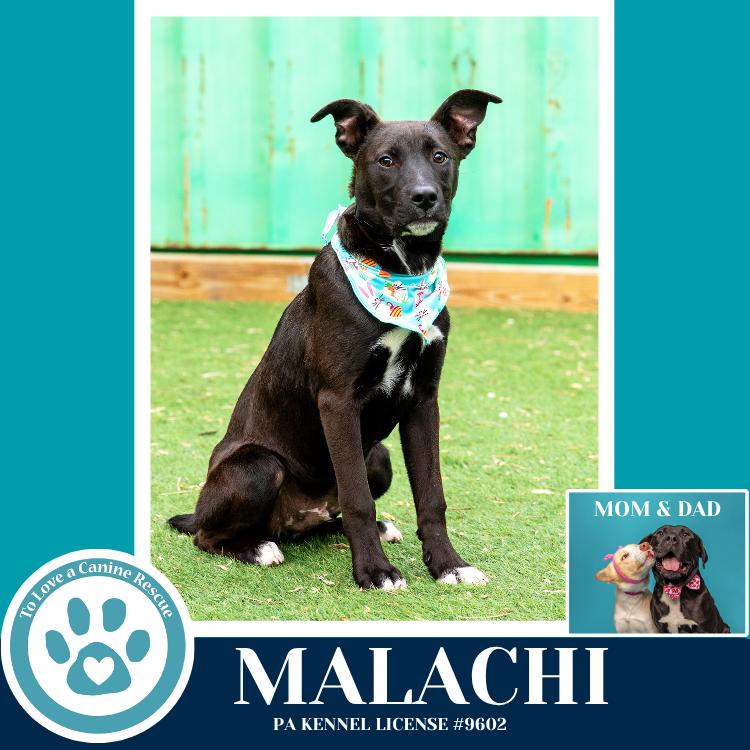 Malachi (Anabelle-Solomon Pup) 020726, Adoptable, Puppy Male Labrador Retriever & Mixed Breed.