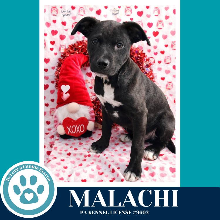 Malachi (Anabelle-Solomon Pup) 020726, Adoptable, Puppy Male Labrador Retriever & Mixed Breed.