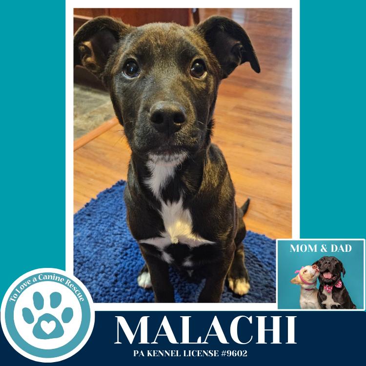 Enlarge Malachi (Anabelle-Solomon Pup) 020726, a Adoptable mixed breed in Kimberton, PA image 2/2