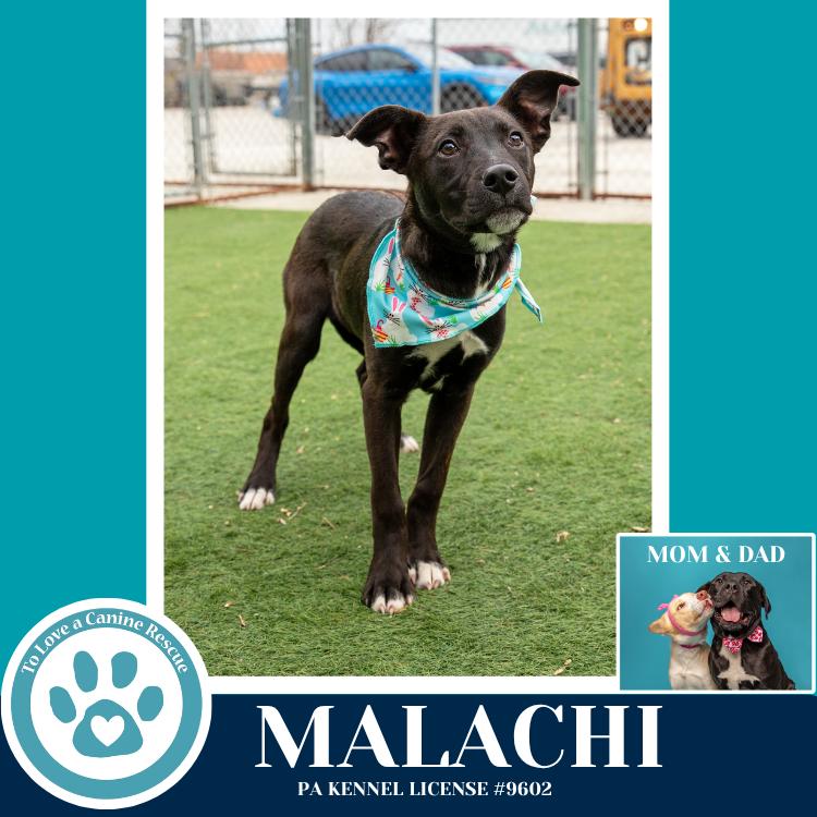Enlarge Malachi (Anabelle-Solomon Pup) 020726, a Adoptable mixed breed in Kimberton, PA image 4/4