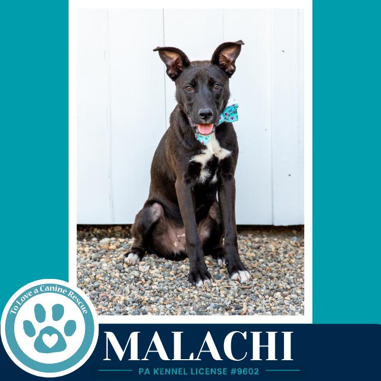Enlarge Malachi (Anabelle-Solomon Pup) 020726, a Adoptable mixed breed in Kimberton, PA image 4/4
