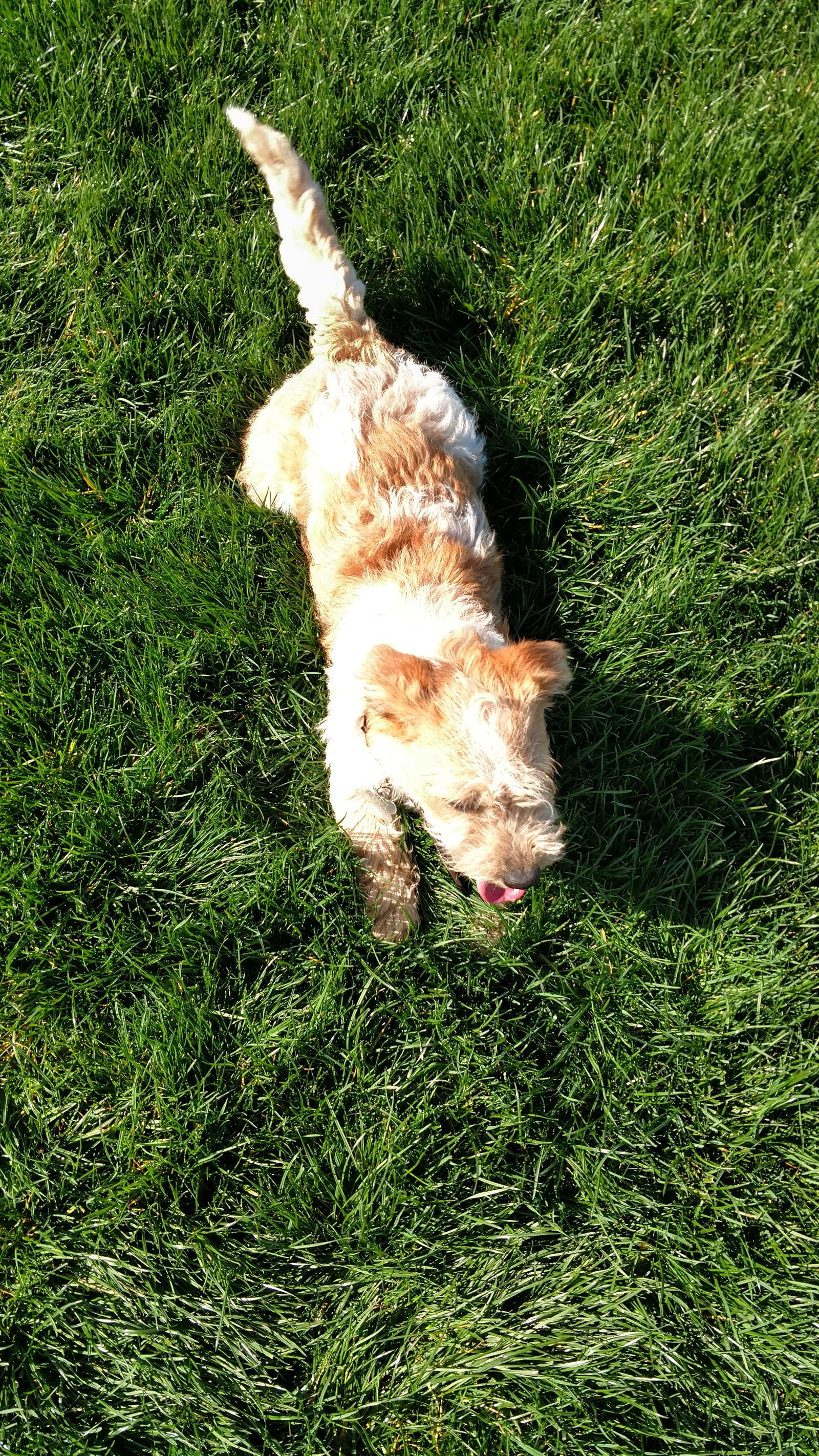 Chewy, Adoptable, Senior Male Terrier.