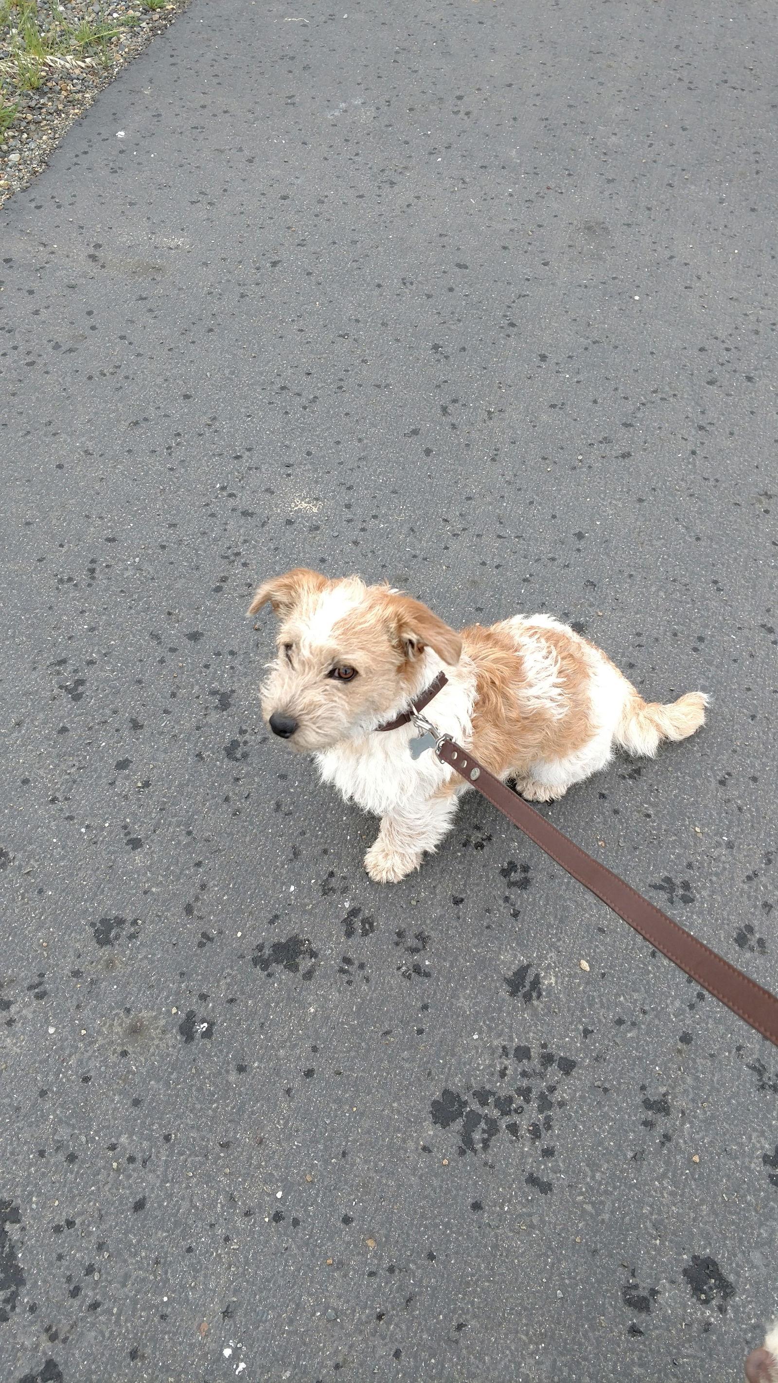 Enlarge Chewy, a Adoptable Terrier in Woodland, CA image 2/3