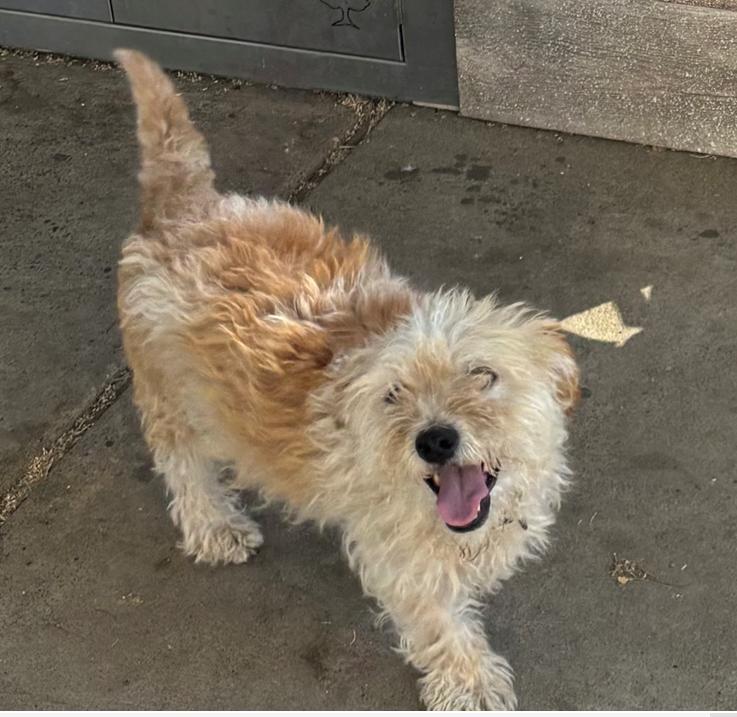 Enlarge Chewy, a Adoptable Terrier in Woodland, CA image 3/3