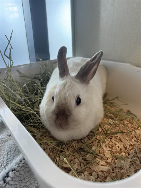 SNOWBALL, Adoptable, Adult Female Netherland Dwarf.