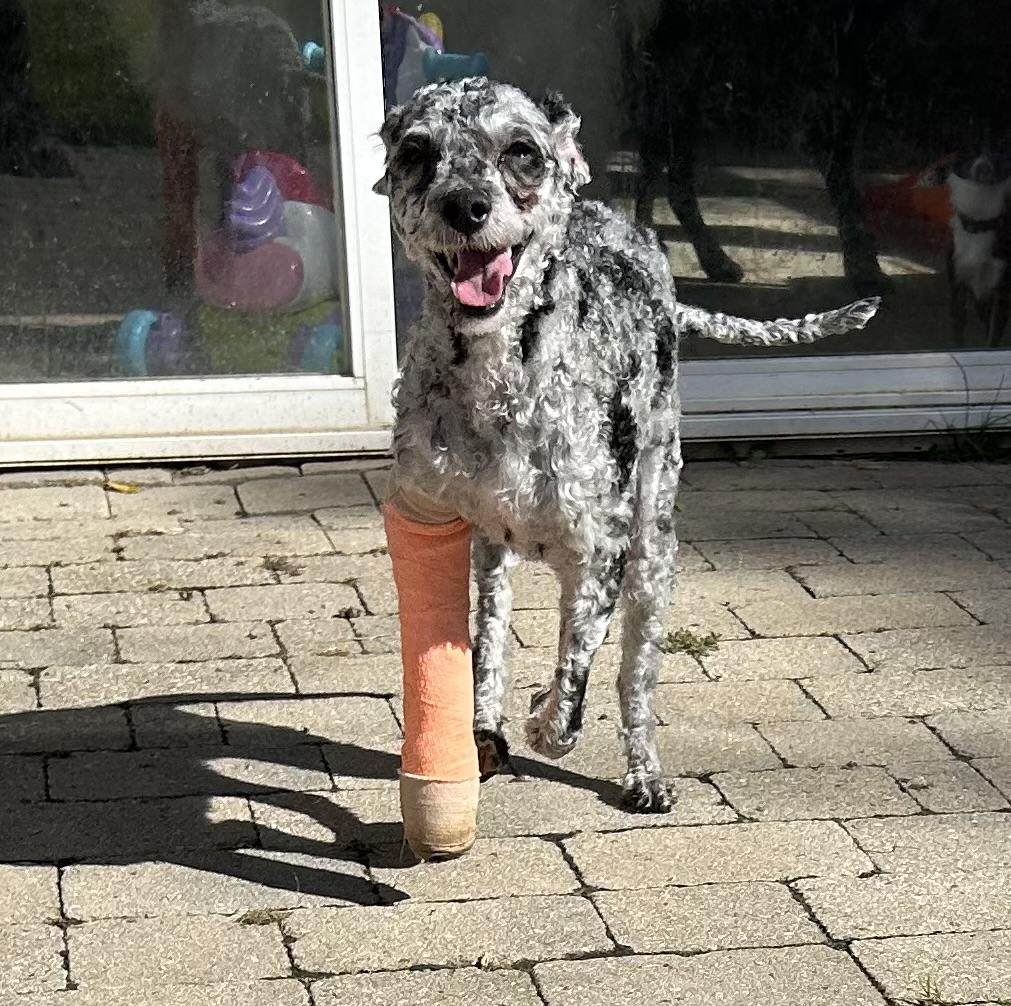 Enlarge Hotdog, a Adopted mixed breed in Ontario, NY image 4/6