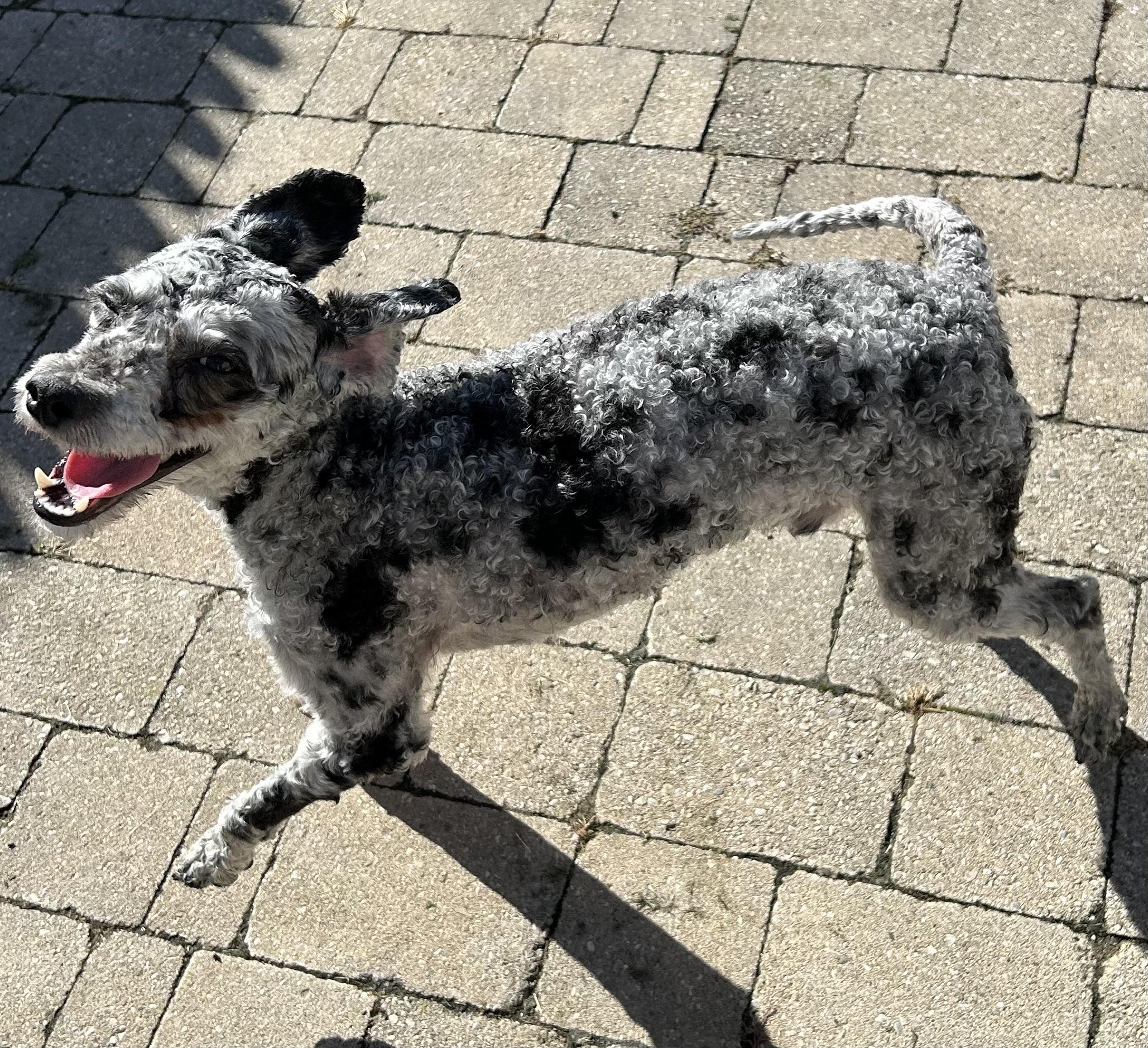 Enlarge Hotdog, a Adopted mixed breed in Ontario, NY image 5/6