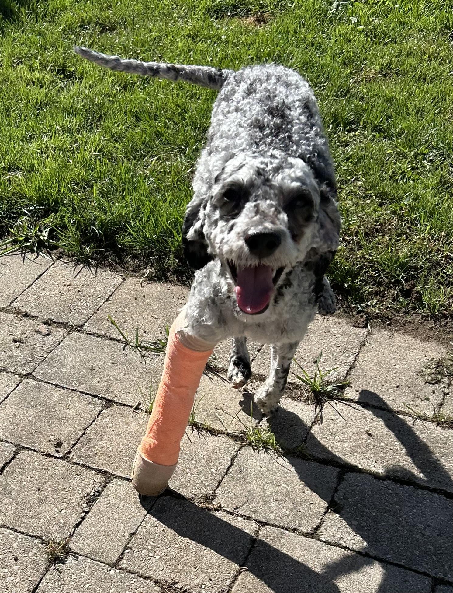 Enlarge Hotdog, a Adopted mixed breed in Ontario, NY image 1/6