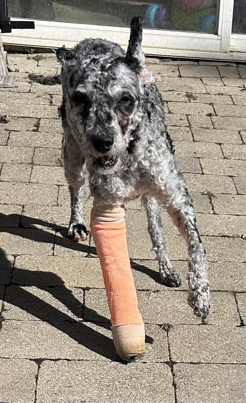 Enlarge Hotdog, a Adopted mixed breed in Ontario, NY image 2/6