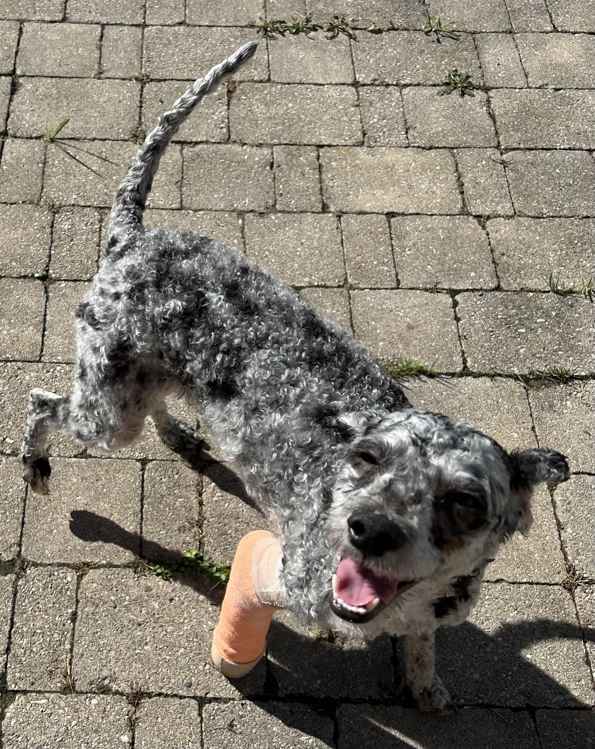 Enlarge Hotdog, a Adopted mixed breed in Ontario, NY image 6/6