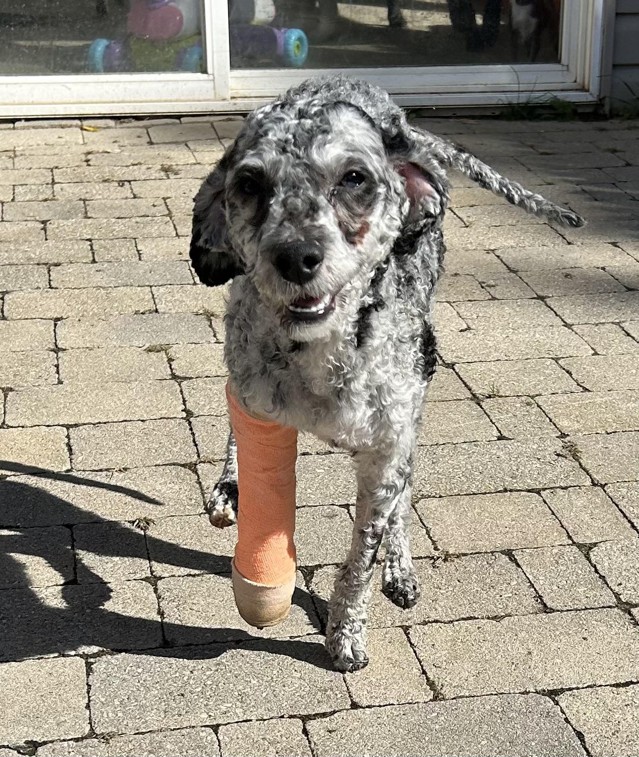 Enlarge Hotdog, a Adopted mixed breed in Ontario, NY image 3/6