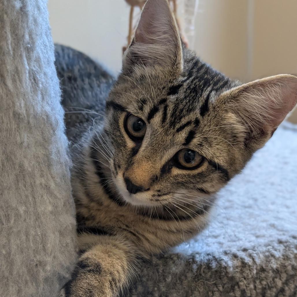 Dino, Adoptable, Kitten Male Domestic Short Hair.