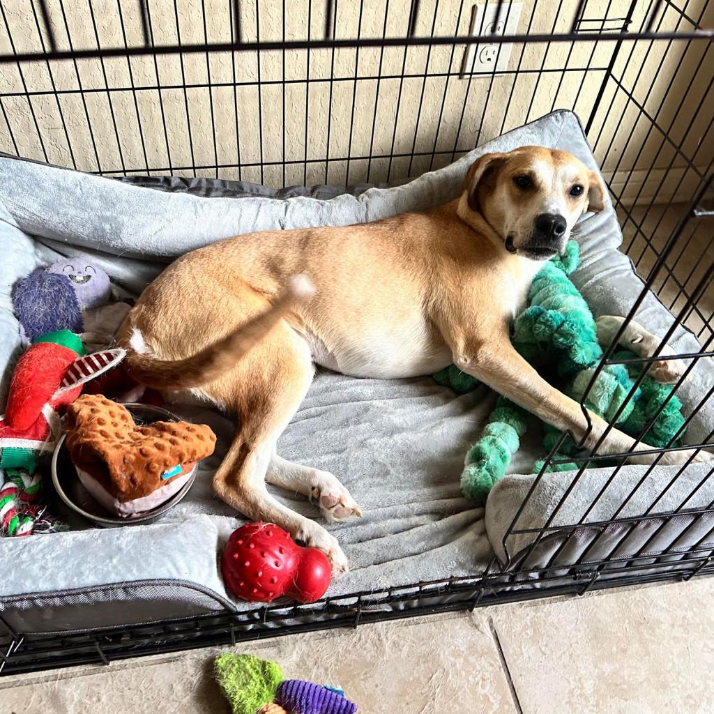 Dog for adoption Peanut, a Retriever in San Marcos , TX Petfinder