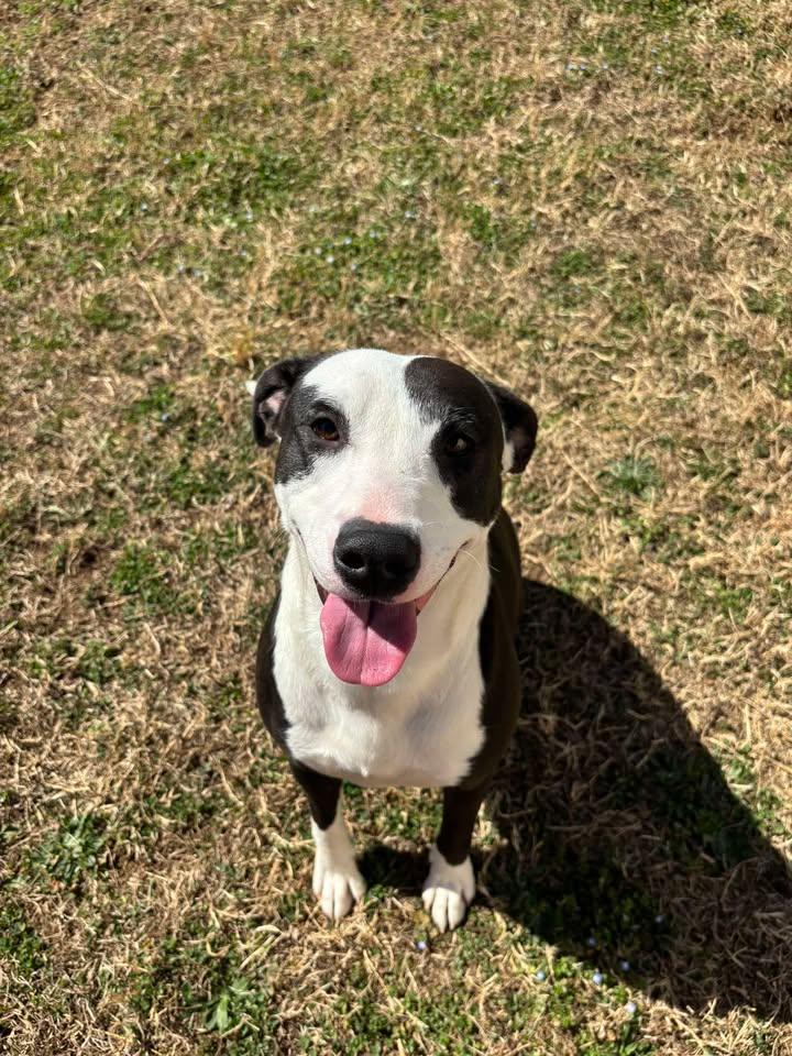 Axolotl, ADOPTABLE, Young Female Pit Bull Terrier & Pointer.