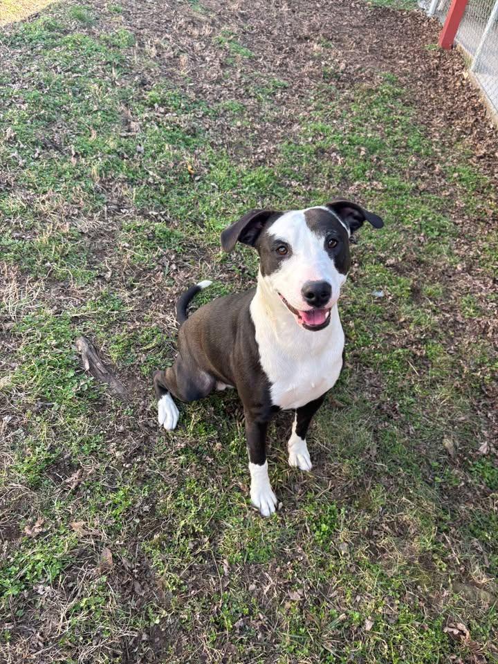 Axolotl, a ADOPTABLE mixed breed in Fayetteville, AR image 2/5