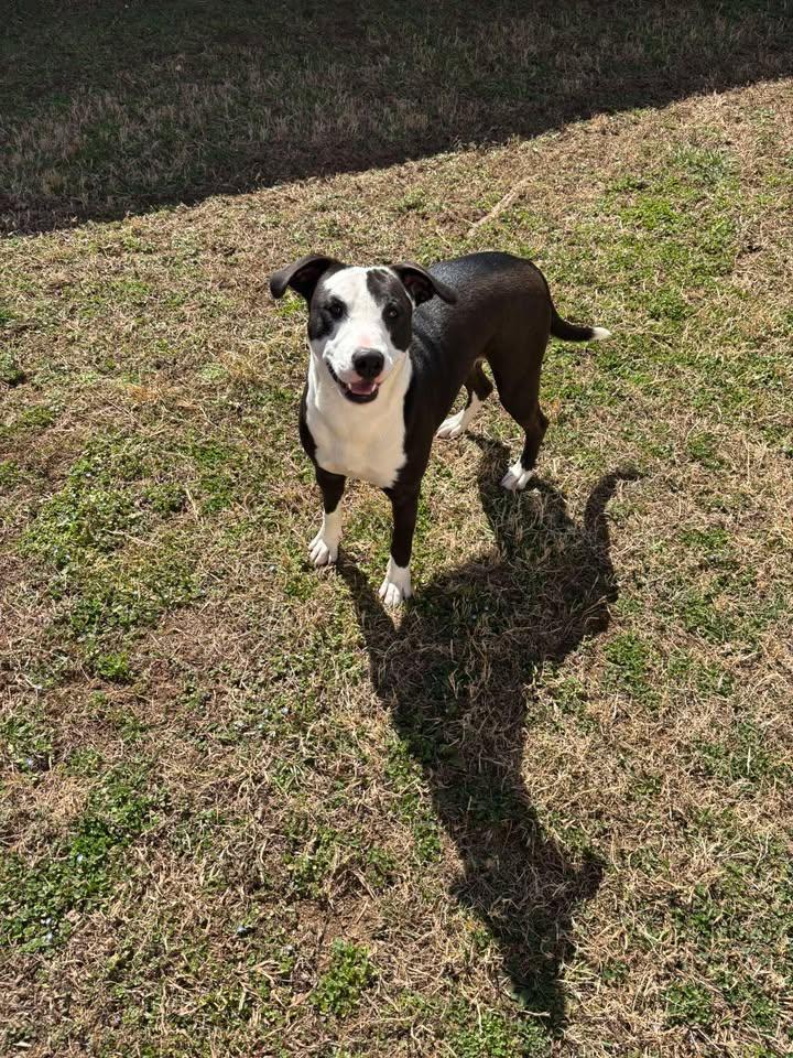 Axolotl, a ADOPTABLE mixed breed in Fayetteville, AR image 5/5