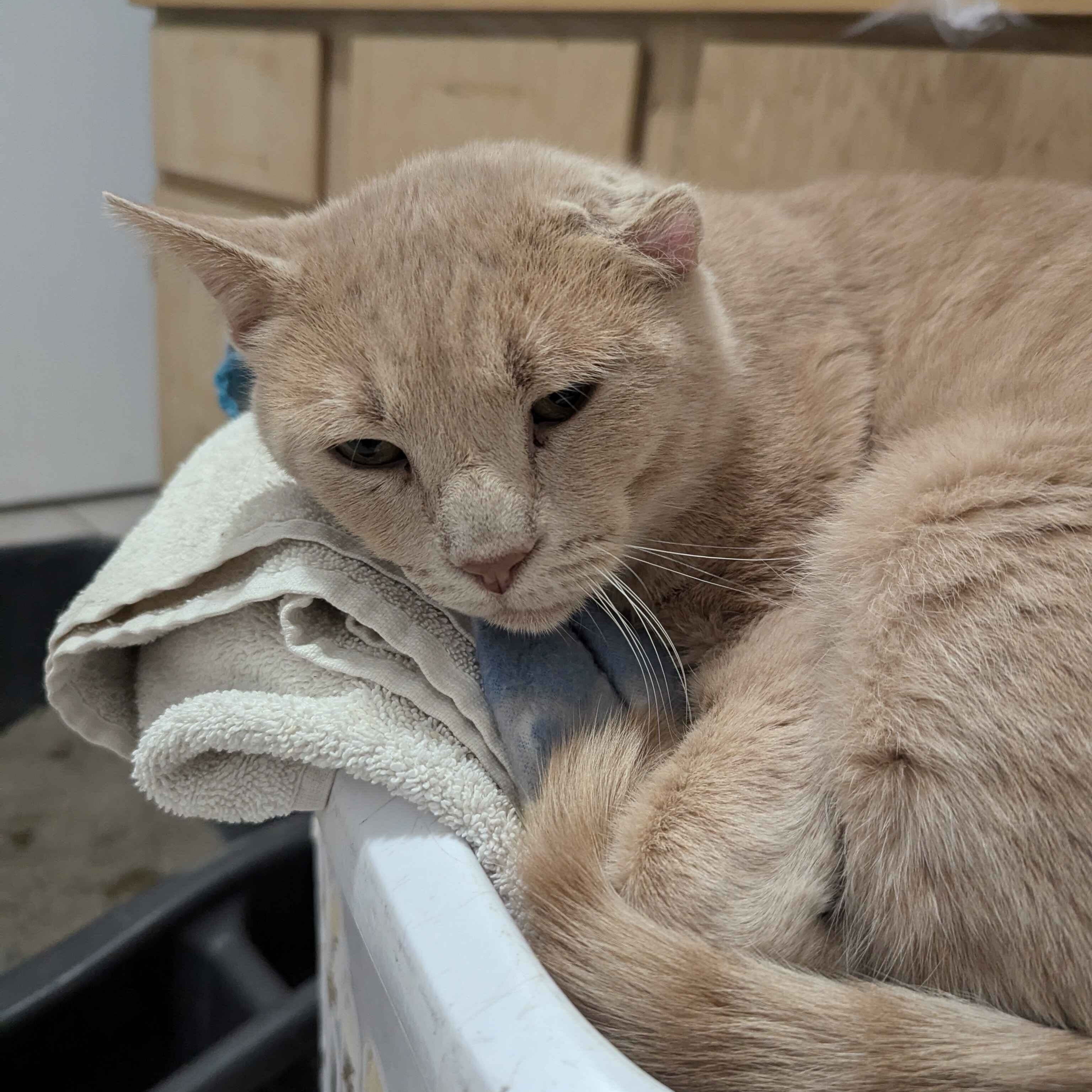 Enlarge Charlie, a Adoptable Domestic Short Hair in Las Cruces, NM image 2/4