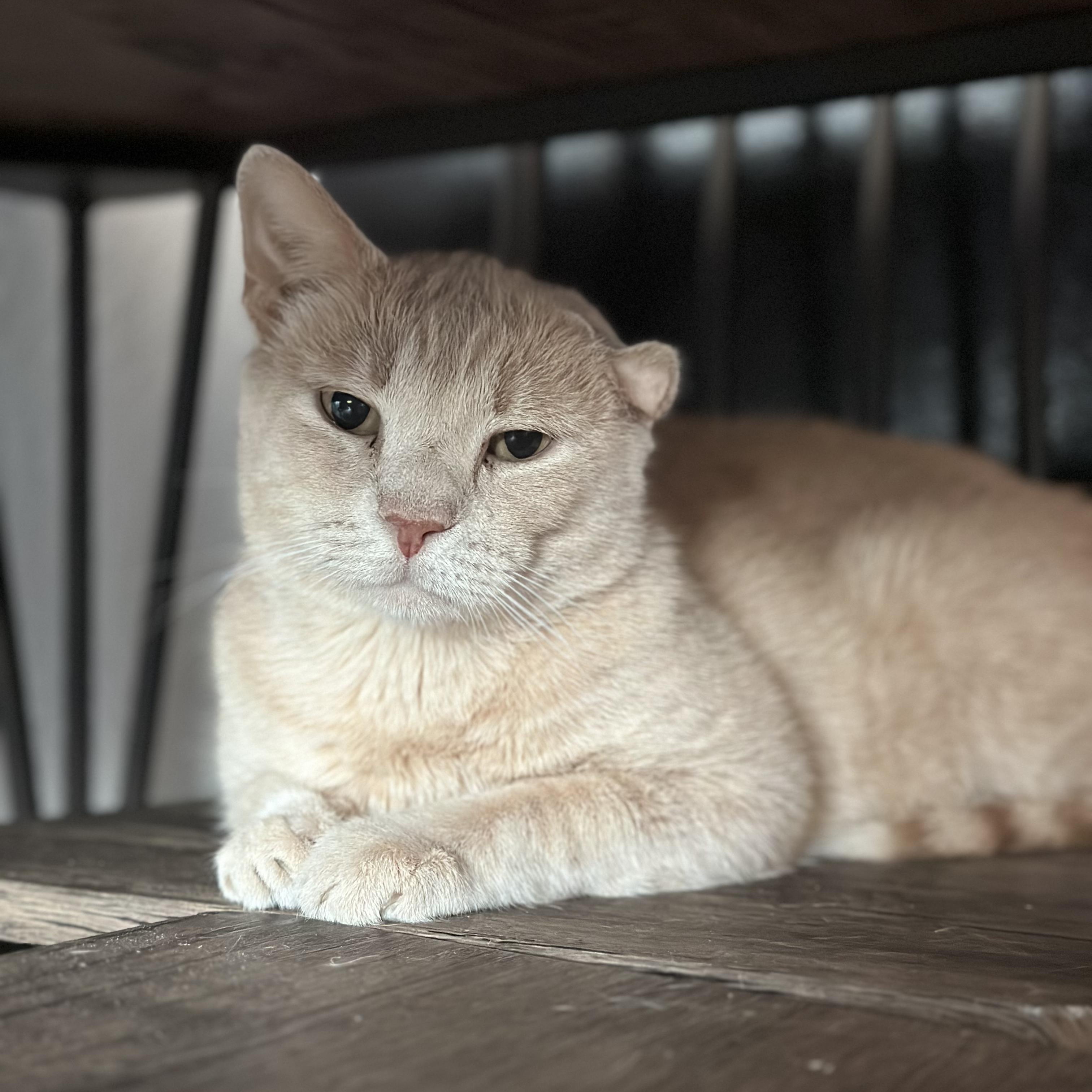Enlarge Charlie, a Adoptable Domestic Short Hair in Las Cruces, NM image 3/4