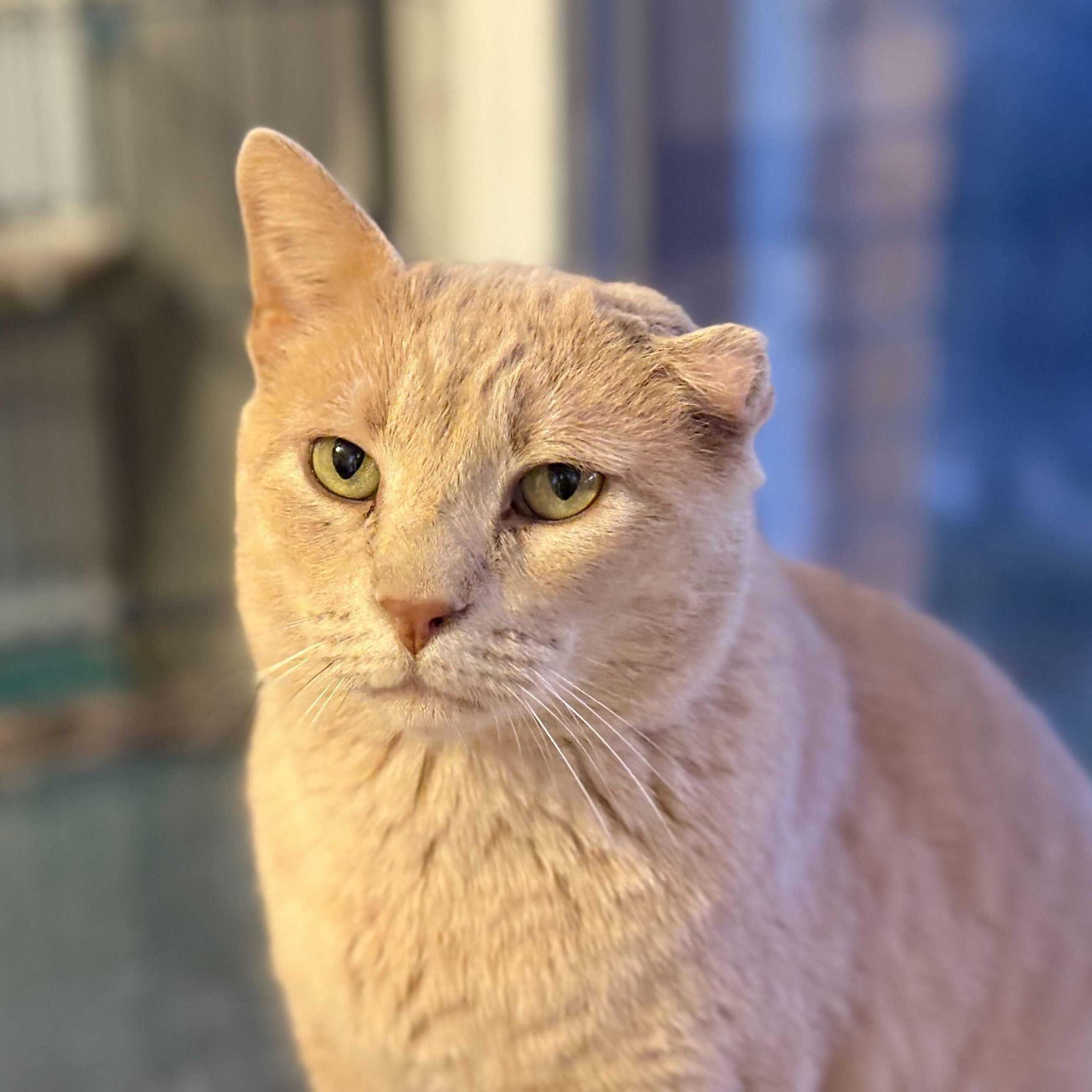 Charlie, Adoptable, Adult Male Domestic Short Hair.