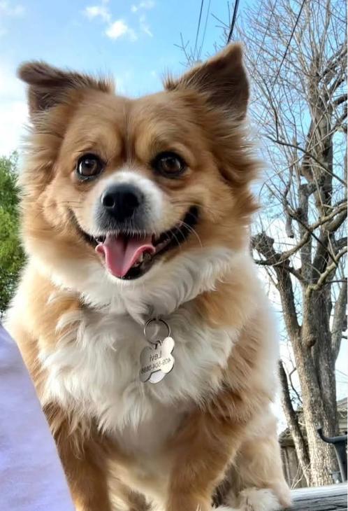 Enlarge Levi(urgent), a Adoptable mixed breed in Silsbee, TX image 1/4
