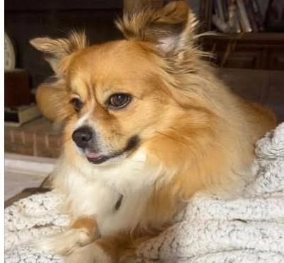 Enlarge Levi(urgent), a Adoptable mixed breed in Silsbee, TX image 2/4