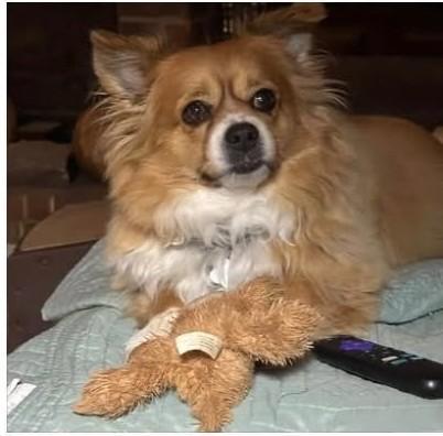Enlarge Levi(urgent), a Adoptable mixed breed in Silsbee, TX image 4/4