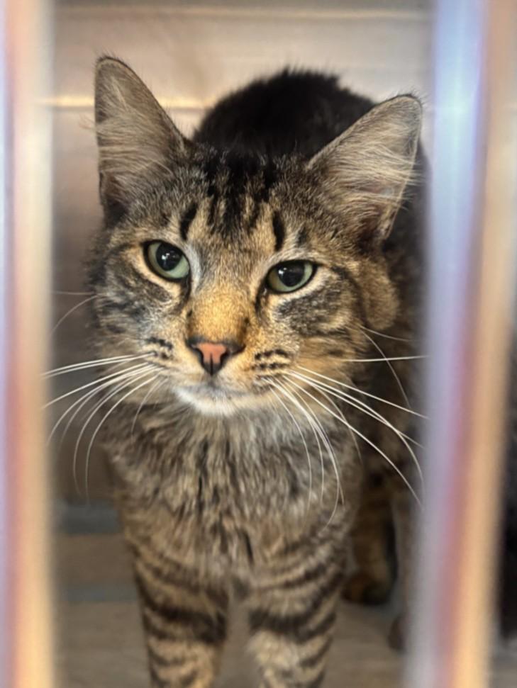 Enlarge LOUIE, a Adoptable Domestic Short Hair in Olivehurst, CA image 1/1
