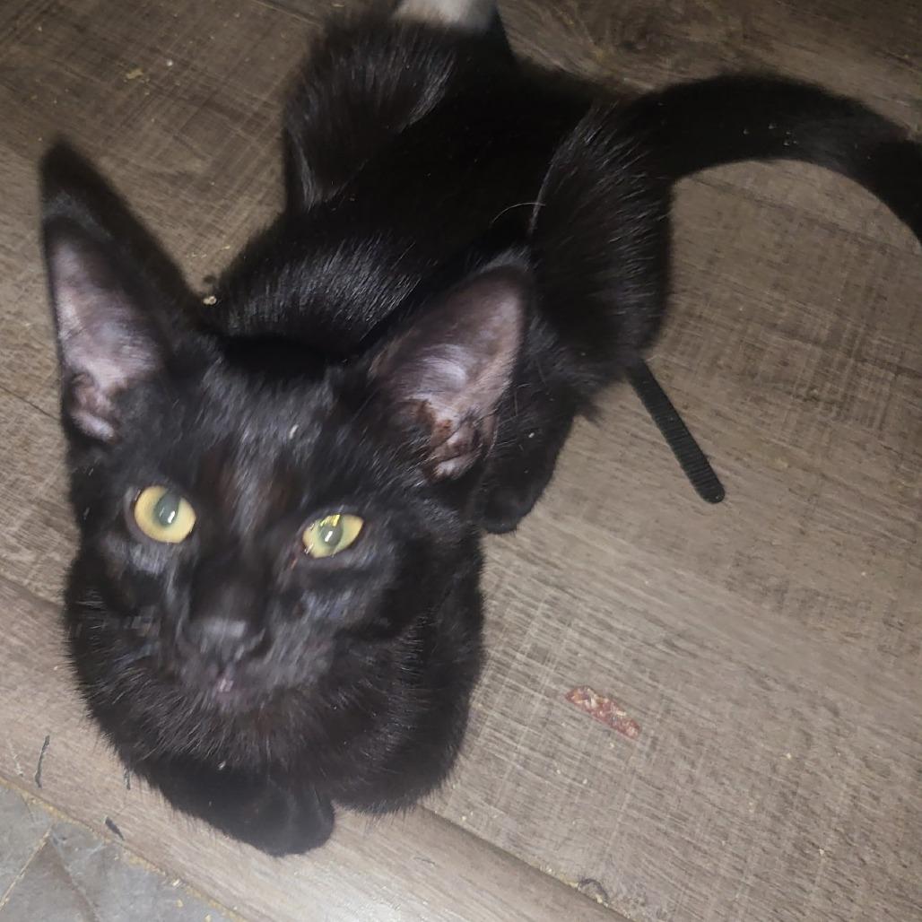 Enlarge F.-Ace, a Adoptable mixed breed in Arizona City, AZ image 1/1