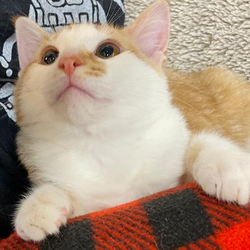 Weslynn, an adopted Domestic Short Hair in Kankakee, IL image 2/4