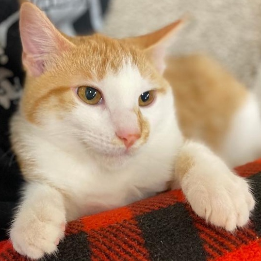 Weslynn, adopted, Kitten Female Domestic Short Hair.
