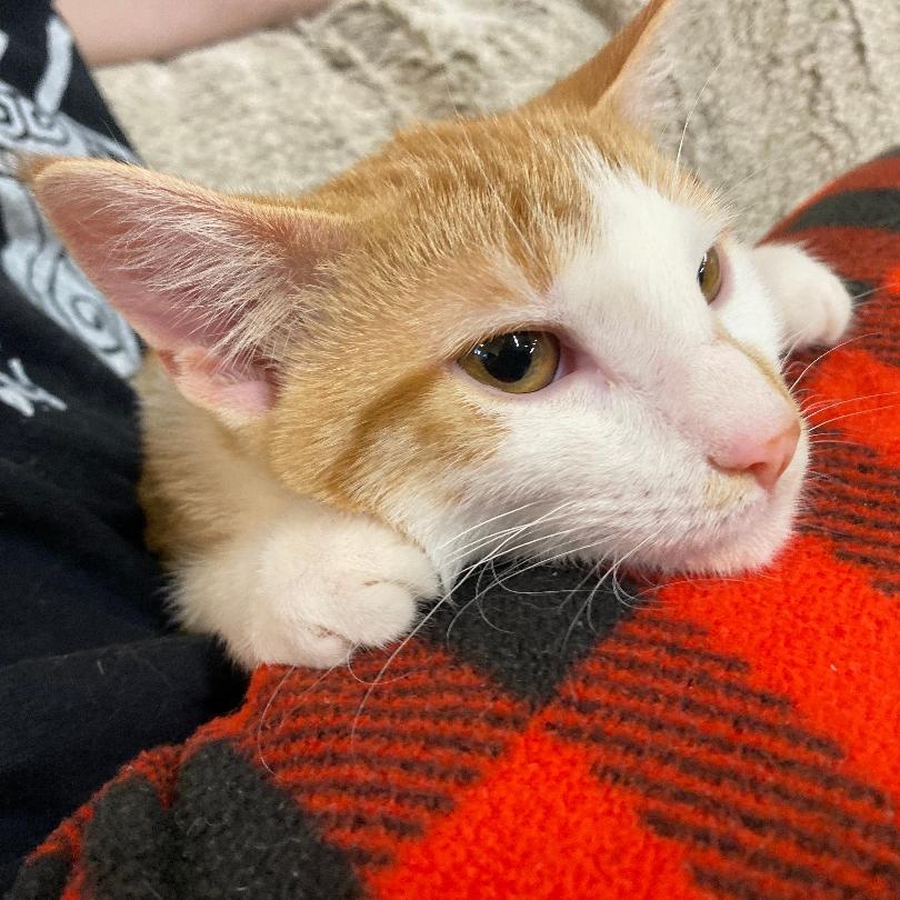 Weslynn, an adopted Domestic Short Hair in Kankakee, IL image 3/4