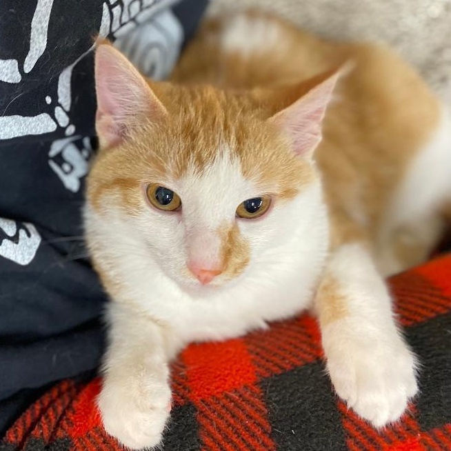 Weslynn, an adopted Domestic Short Hair in Kankakee, IL image 4/4