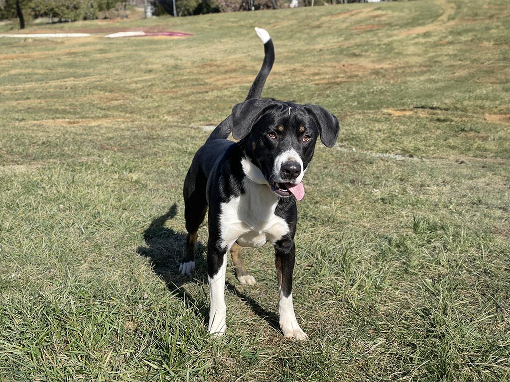 Enlarge Henry, an adopted mixed breed in Charles Town, WV image 4/4