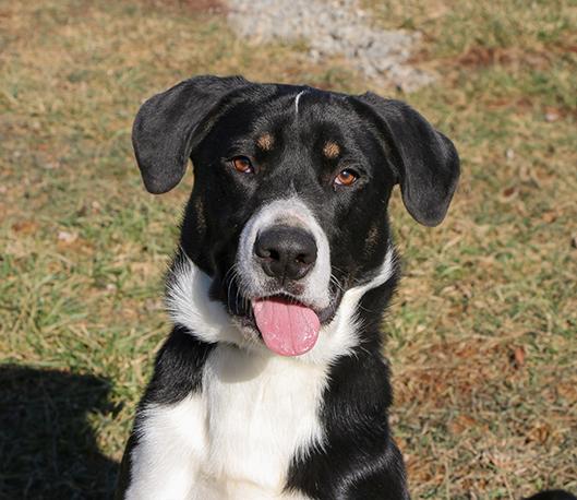Enlarge Henry, an adopted mixed breed in Charles Town, WV image 1/4