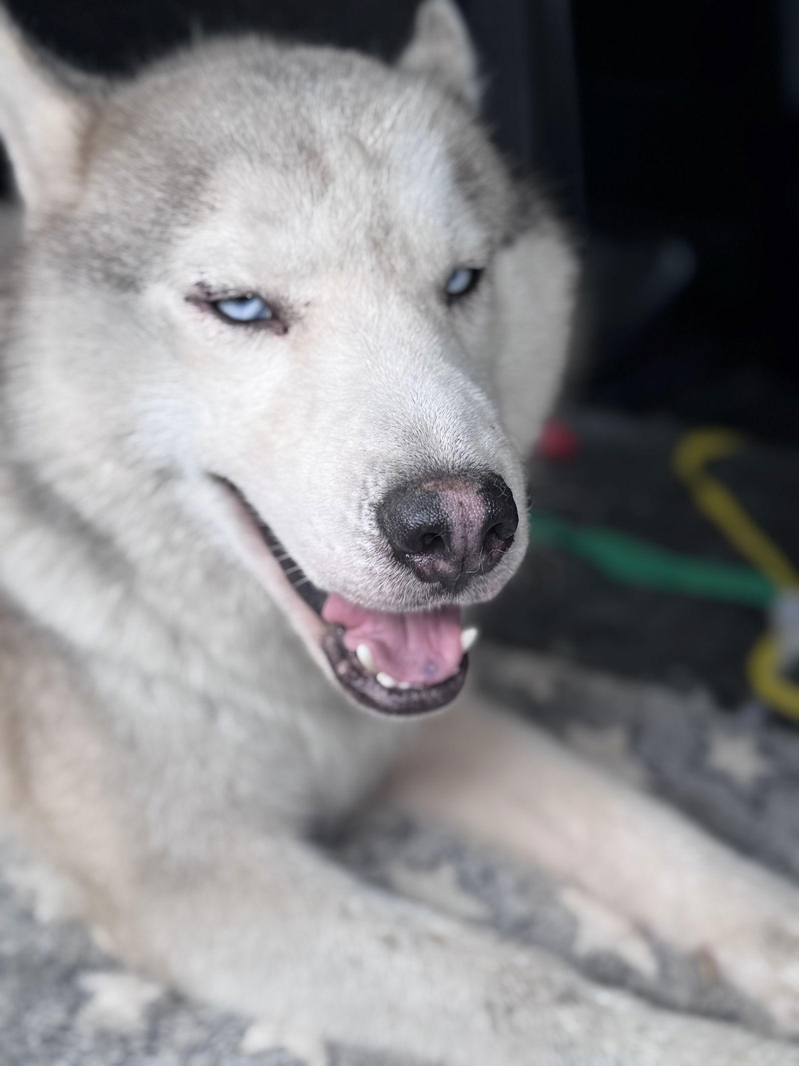 Enlarge Hoosier, a Adopted Siberian Husky in Cumming, GA image 3/3