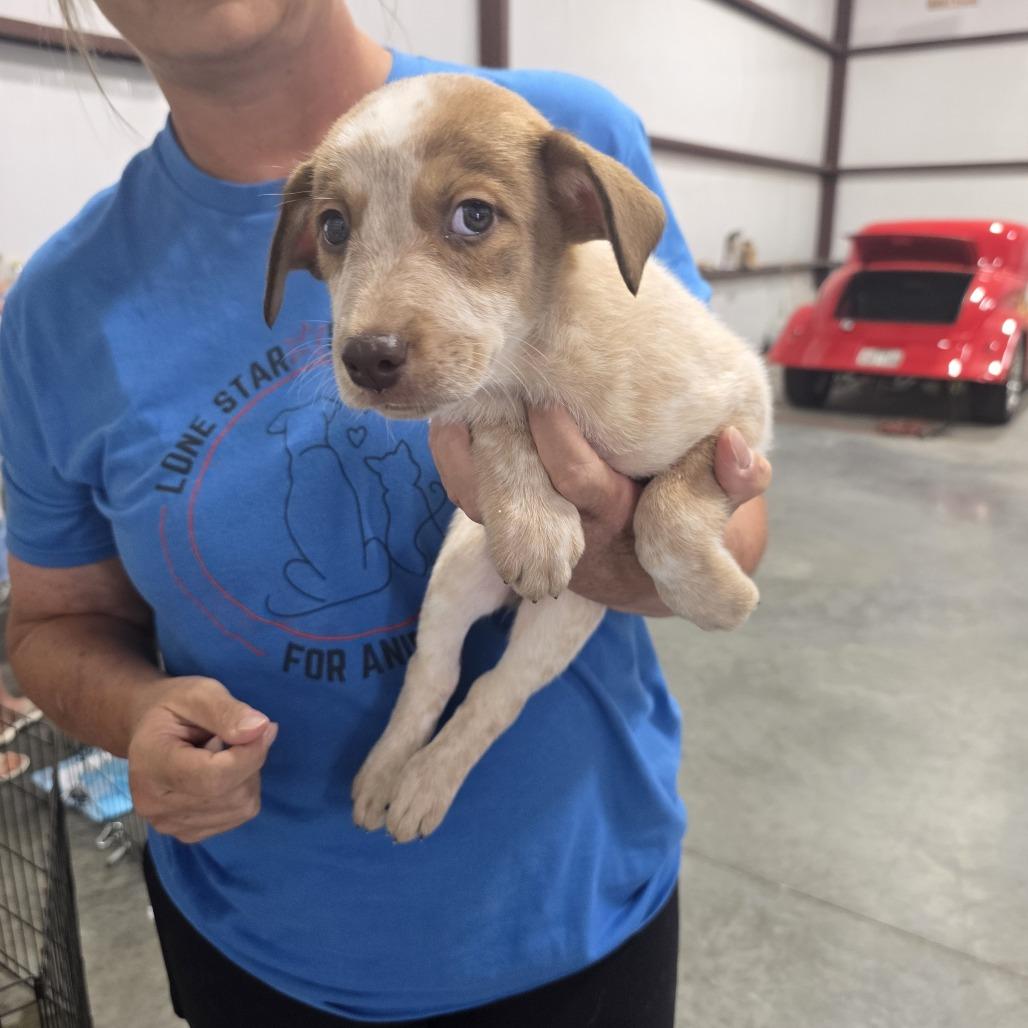Chili, Adoptable, Puppy Female Husky & Cattle Dog.