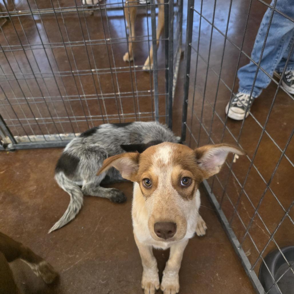 Enlarge Chili, a Adoptable mixed breed in Midland, TX image 2/2