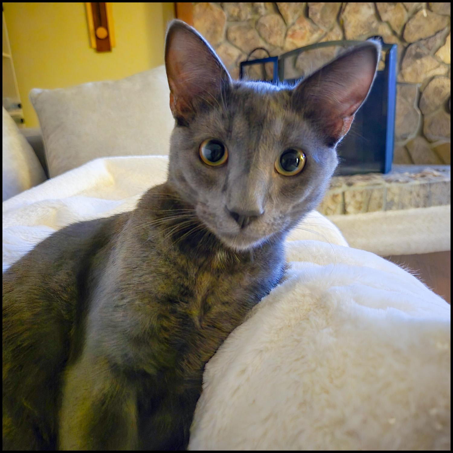 Enlarge Nemo, an adoptable mixed breed in Roswell, GA image 1/5