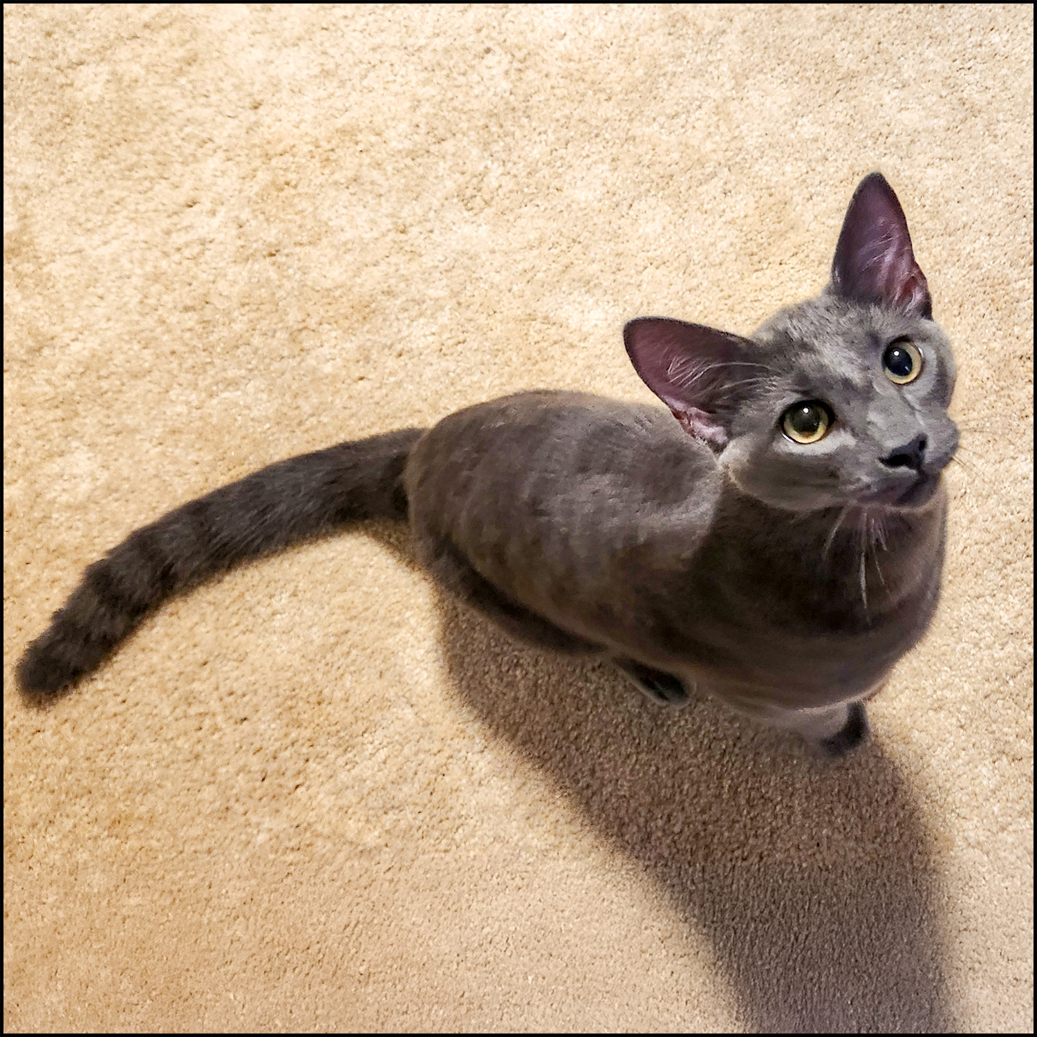 Enlarge Nemo, an adoptable mixed breed in Roswell, GA image 3/5