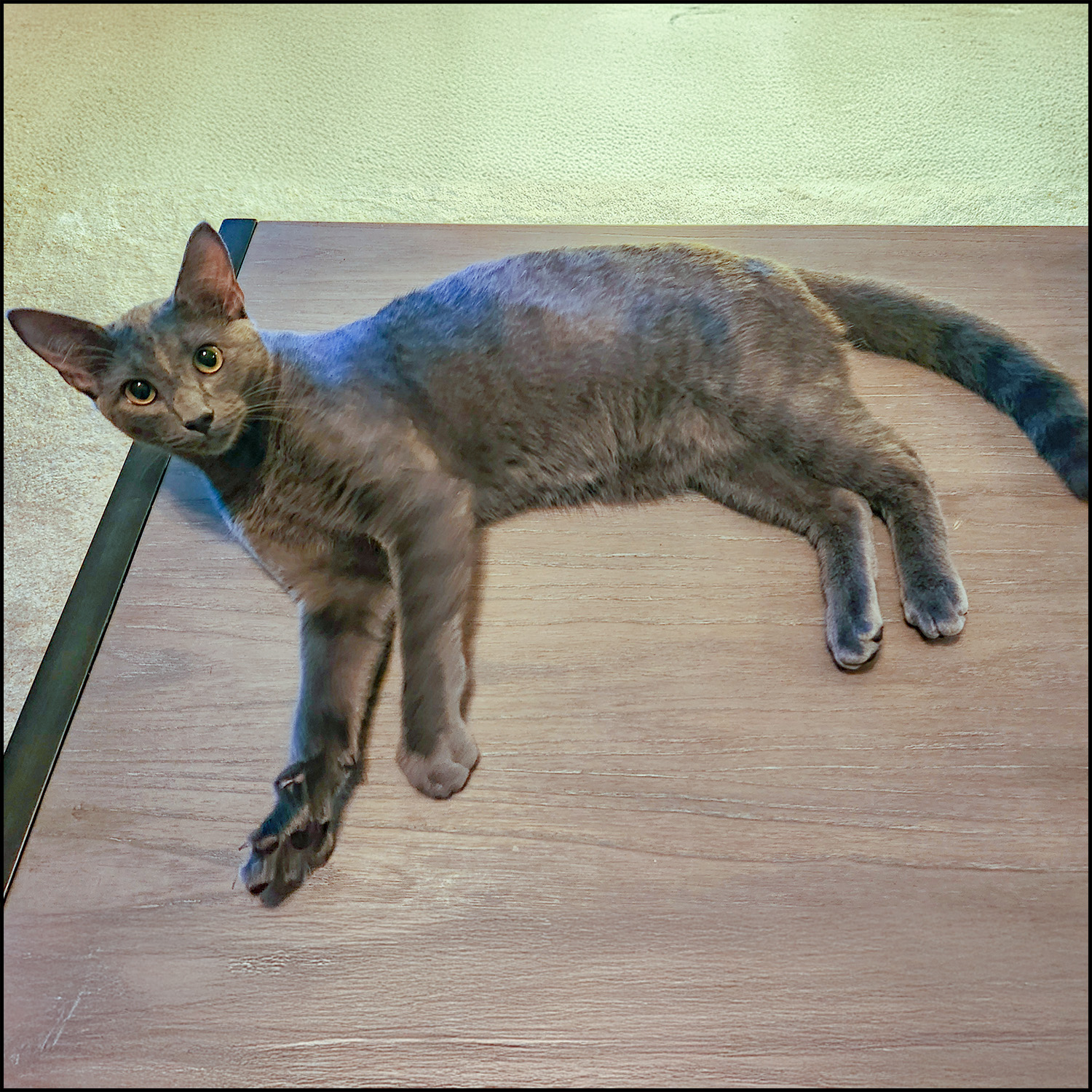 Enlarge Nemo, an adoptable mixed breed in Roswell, GA image 4/5