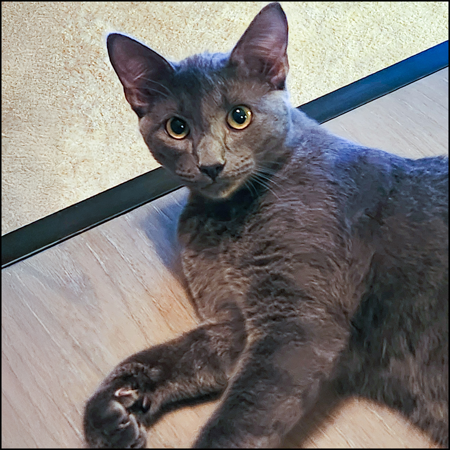 Enlarge Nemo, an adoptable mixed breed in Roswell, GA image 5/5