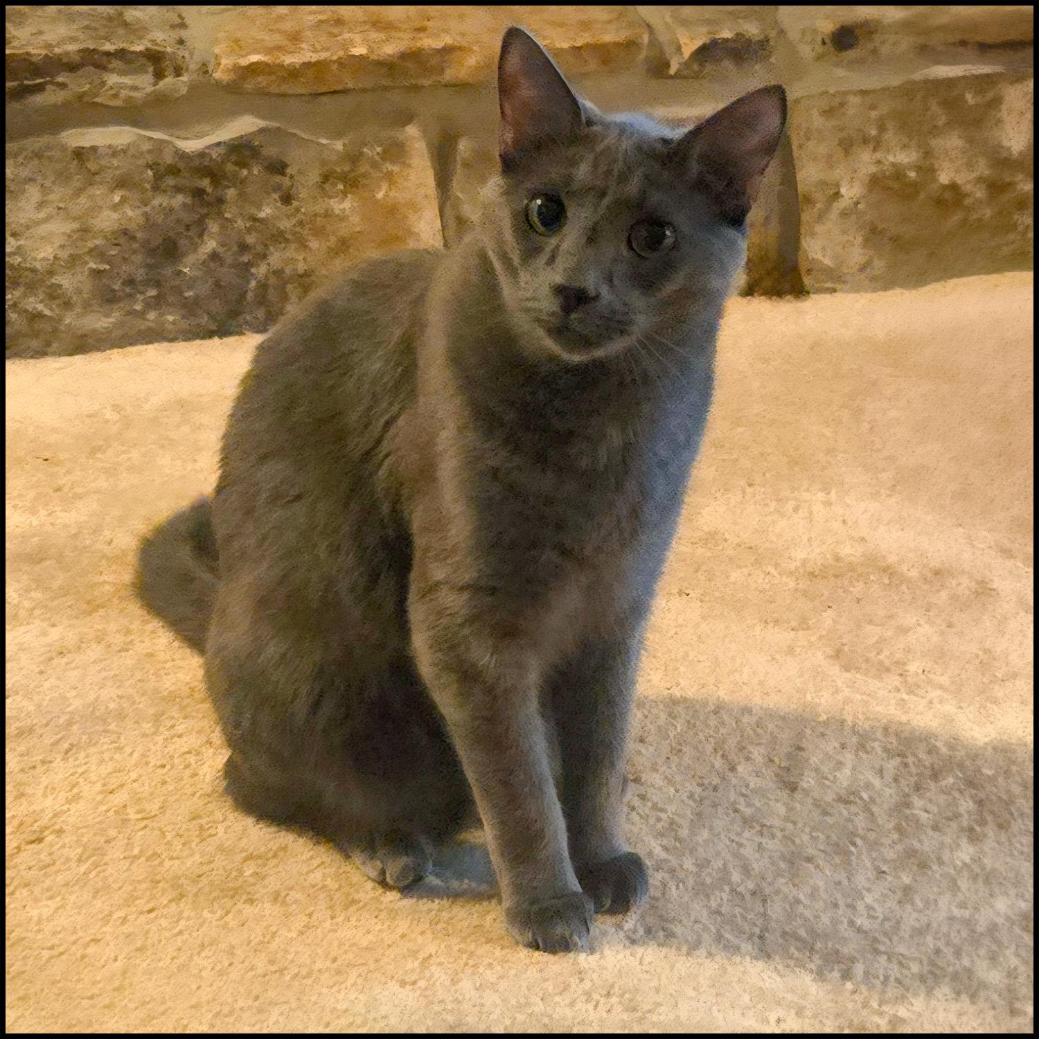 Enlarge Nemo, an adoptable mixed breed in Roswell, GA image 2/5