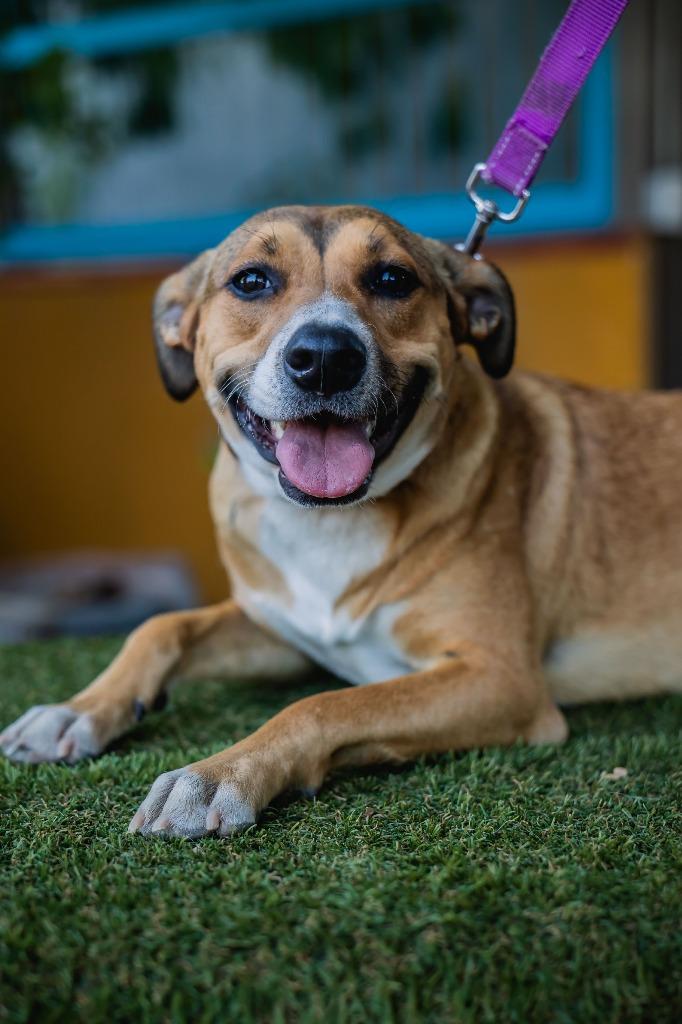 Enlarge Nelly, a Adoptable mixed breed in Anacortes, WA image 1/6