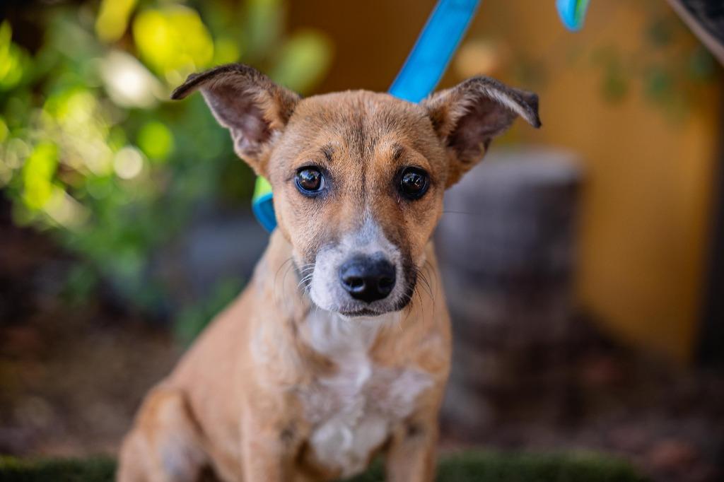 Nelly, a Adoptable mixed breed in Anacortes, WA image 1/6